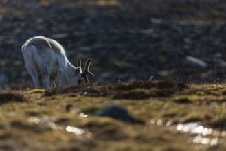 Svalbard roe deer (Rangifer tarandus platyrhynchus) grazing on the water, Mammals (Mammalia),