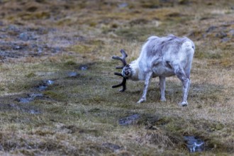 Svalbard roe deer (Rangifer tarandus platyrhynchus) scraping its antlers, Mammals (Mammalia),