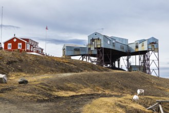 Svalbard roe deer (Rangifer tarandus platyrhynchus) in front of Taubanestralen, transport cableway,