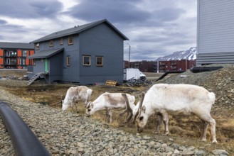 Svalbard skink (Rangifer tarandus platyrhynchus) between houses, Mammals (Mammalia), Longyearbyen,