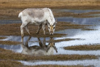 Svalbard skink (Rangifer tarandus platyrhynchus) reflected in the water, Mammals (Mammalia),