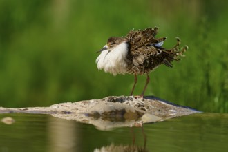 A bird with fluffed up plumage on a rock in the water, against a green background with a clear