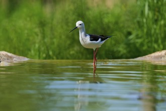 A black and white bird stands in the water, surrounded by green nature, Black Black-winged Stilt