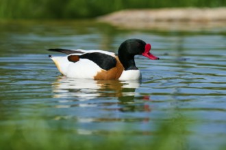Swimming duck with red beak in calm water, shelduck (Tadorna tadorna), spring, France