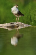 A standing bird on a rock in the water, with a natural green background and its reflection in the