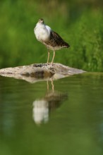 A bird stands on a rock in the water, surrounded by a green background, with a clear reflection on