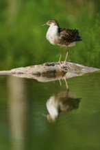 A bird on a rock in the water with its reflection, surrounded by a green, natural background, Ruff