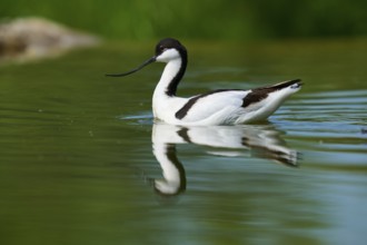 An avocet swimming in the water, the reflection visible in the foreground, Avocet (Recurvirostra