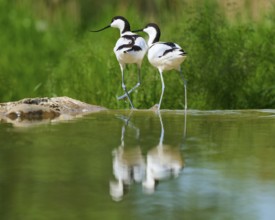 Two avocets next to each other at the water, with reflection in the water and green background,