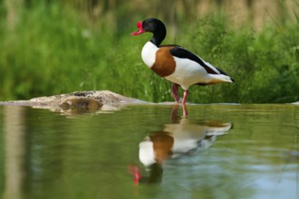 Duck with red beak standing by the water in a natural environment, shelduck (Tadorna tadorna),