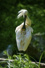 A spoonbill with splendid feathers in a natural setting, European spoonbill (Platalea leucorodia),