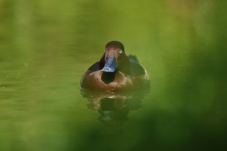 Brown duck swimming on green water surrounded by natural foliage, Ferruginous duck (Aythya nyroca),