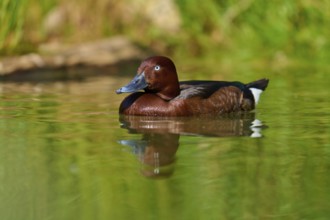 Brown duck calmly swimming along the green shore, peaceful nature, Ferruginous Duck (Aythya