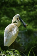 A white spoonbill with a long beak stands in front of a green background, European spoonbill