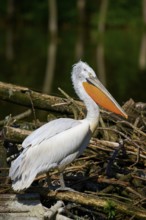 A pelican stands on a pile of branches on the shore, surrounded by natural light and vegetation,