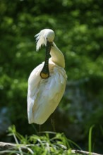 A white spoonbill with graceful plumage against a green background, European spoonbill (Platalea