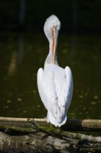A pelican stands by the water with its back to the viewer, surrounded by subdued light and