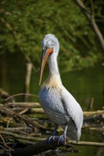 A pelican stands on branches by the water, surrounded by green nature and sunshine, Dalmatian