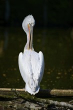 A pelican stands by the water, showing its back, surrounded by calm nature and silence, Dalmatian