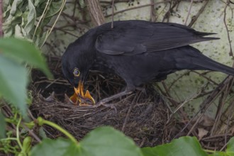 Male blackbird (Turdus merula) feeding its young, Bavaria, Germany