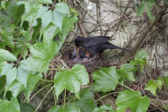 Male blackbird (Turdus merula) feeding his five young, Bavaria, Germany