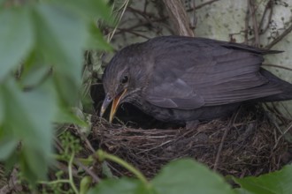 Blackbird (Turdus merula) at the nest of its young, Bavaria, Germany