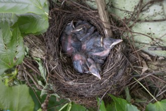 Five young blackbirds (Turdus merula) in the nest, in the clutch, six days old, Bavaria, Germany