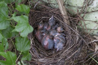 Five hatched blackbirds (Turdus merula) in the nest, Bavaria, Germany