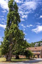 Pyramid oak, 18th century natural monument on Barbararossa Square in the castle, Büdingen, Hesse,