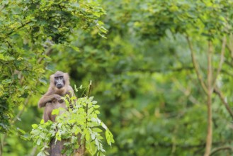 A female Drill (Mandrillus leucophaeus) sits high up in a tree, eating leaves. A green forest can