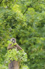 A female Drill (Mandrillus leucophaeus) sits high up in a tree, eating leaves. A green forest can