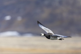 White-fronted Goose (Branta leucopsis), Geese (Anseriformes), in flight, Aventdalen, Longyearbyen,