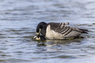 White-fronted Goose (Branta leucopsis), Geese (Anseriformes), Mating in the water, Aventdalen,