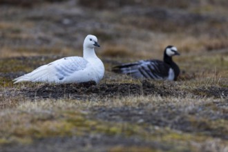 White-fronted goose (Branta leucopsis), pair lying on the ground by the water, off-colour,