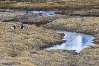 White-fronted goose (Branta leucopsis), pair lying on the ground by the water, Aventdalen,