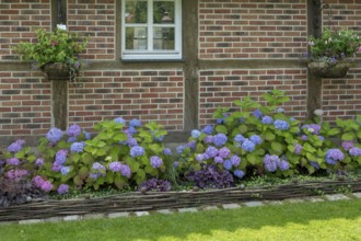 District educational garden, Kötterhaus with hydrangeas, Burgsteinfurt, Münsterland, North