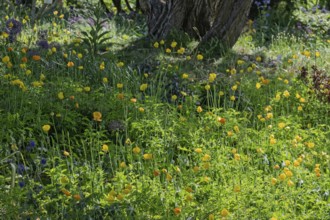 District educational garden, bed with poppies (Meconopsis cambrica) and summer perennials,