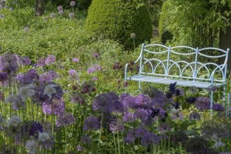 Allium blossom in the district educational garden, Burgsteinfurt, Münsterland, North