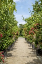Fuchsia Show District Educational Garden, Burgsteinfurt, Steinfurt, Münsterland, North