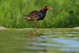 Bird walking on the water with colourful plumage, ruff (Calidris pugnax), male, spring, France