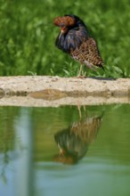 Bird with reflection in the pond and colourful plumage pattern, ruff (Calidris pugnax), male,