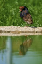 Bird with colourful plumage and ruff, by a pond, ruff (Calidris pugnax), male, spring, France