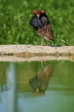 Bird with reflection in the water and colourful plumage and ruff, ruff (Calidris pugnax), male,