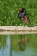 Bird at a pond with colourful plumage in a green background, ruff (Calidris pugnax), male, spring,