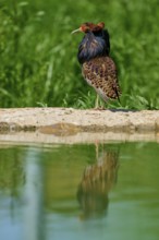 A bird with a ruff, looking sideways over a quiet pond, ruff (Calidris pugnax), male, spring,