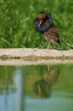 A bird with colourful plumage and ruff stands at the water's edge, its reflection visible in the