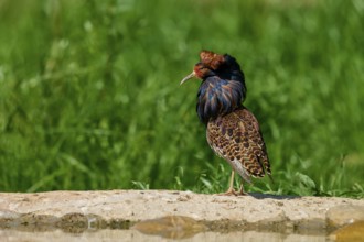 A bird with brightly coloured plumage stands on a stone in the greenery, ruff (Calidris pugnax),