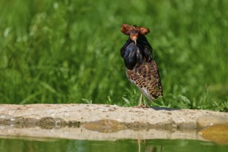 A striking bird with splendid plumage looks directly into the camera, surrounded by greenery, ruff