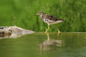 A bird walks along the edge of a water, reflected in the water, surrounded by greenery, ruff
