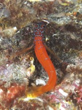 A small colourful fish with a long orange tail, pygmy blenny (Tripterygion melanurus), blenny, in a